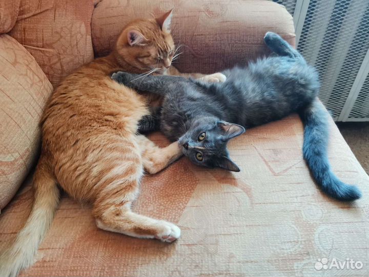 Передержка кошек (зооняня)