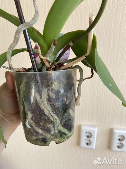 Орхидея фаленопсис