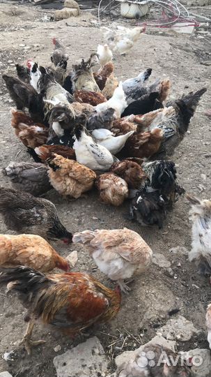 Куры несушки