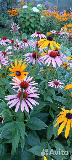 Эхинацея