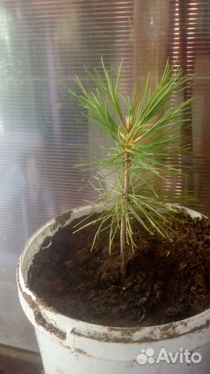 Саженцы Корейского кедра