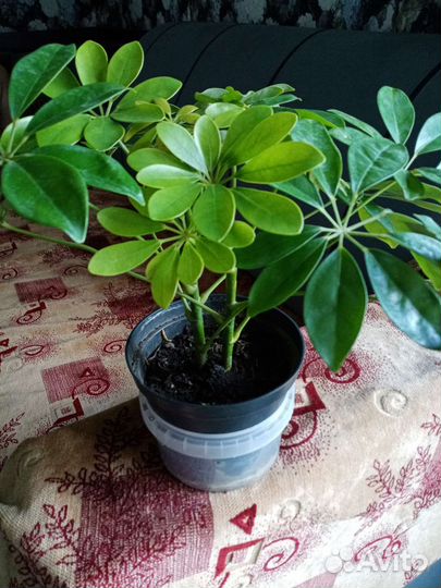 Шеффлера 2шт в одном