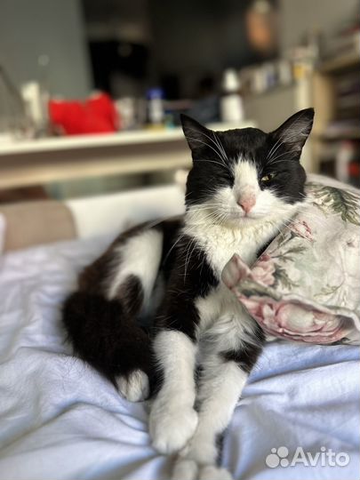 Котенок с улицы