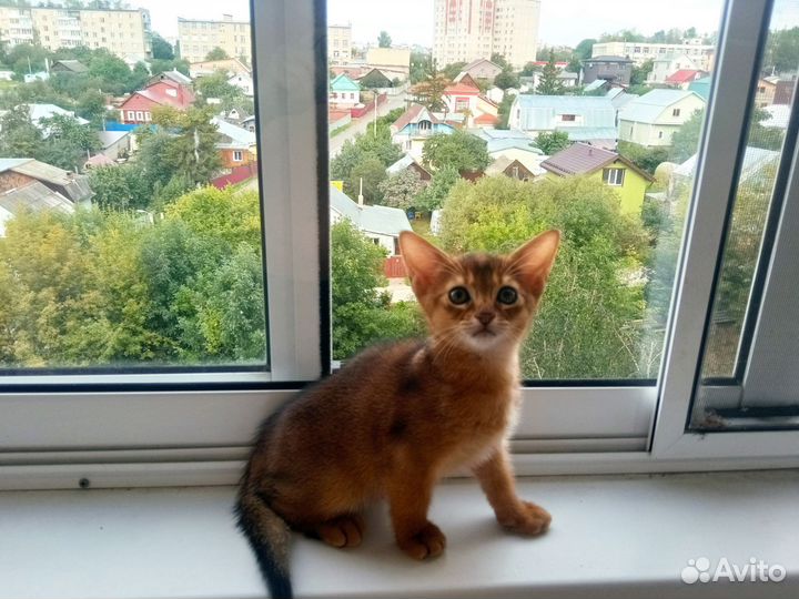 Абиссинский котёнок (мальчик)