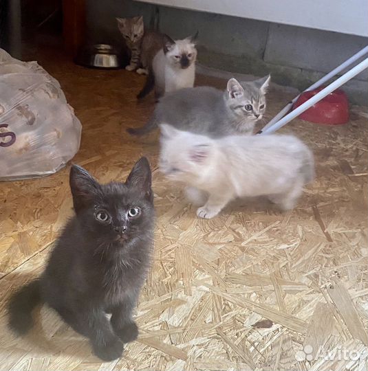 Котята