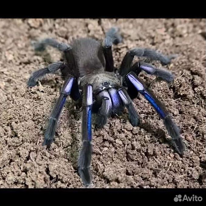 Chilobrachys sp. electric blue паук птицеед