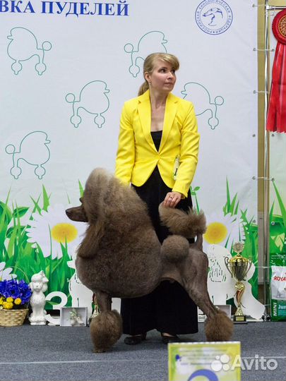 Щенки большого пуделя