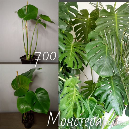 Комнатные цветы/растения