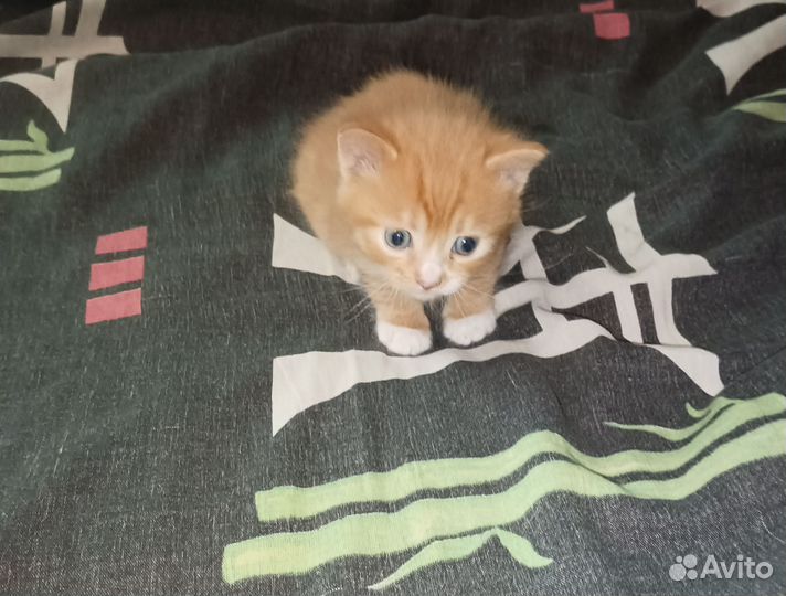 Игривые котята в добрые руки