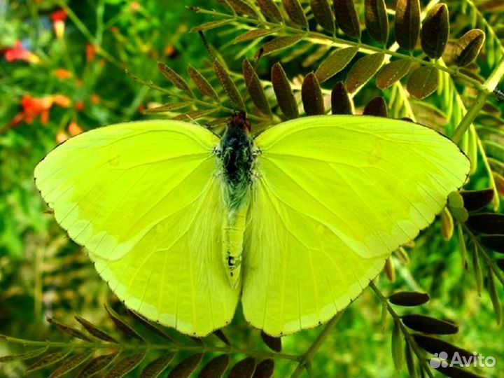 Салют из Живых тропических Бабочек с/б-54