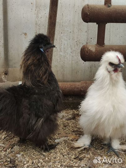 Молодые петушки