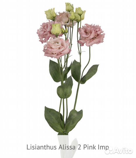 Рассада эустомы серии Alissa