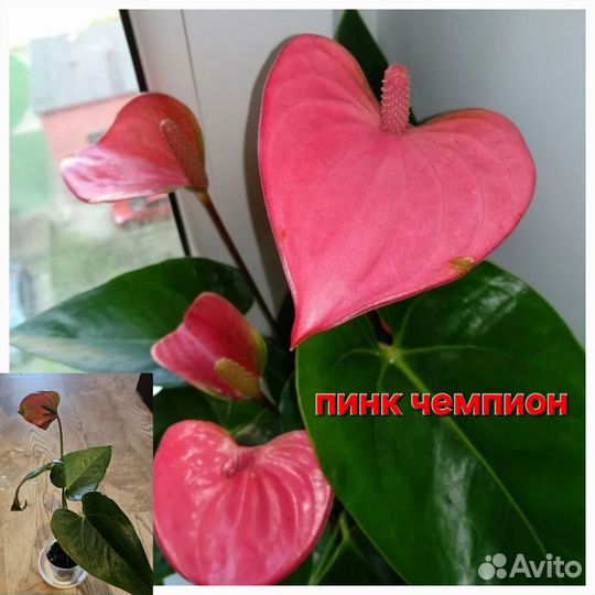 Комнатные цветы антуриум