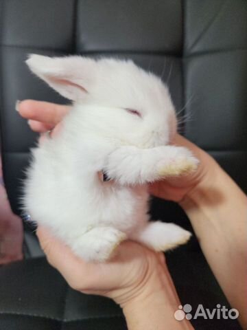 Декоративные кролики MiniLop объявление продам