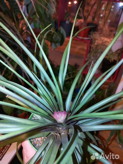 Тилландсия Анита