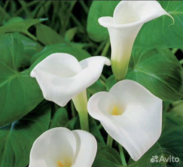 Калла белая