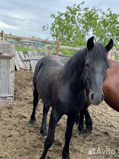 Продам жеребчиков