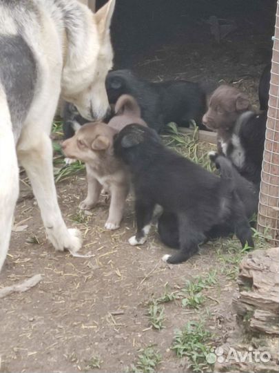 Отдадим щенков в хорошие руки