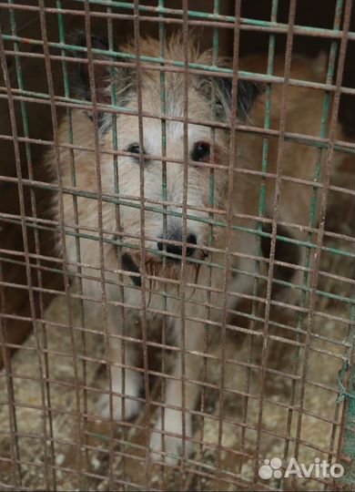 Старенький пес заслужил дом