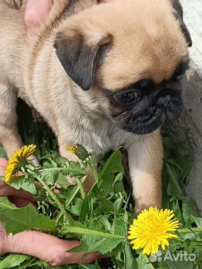 Мопс щен продажа