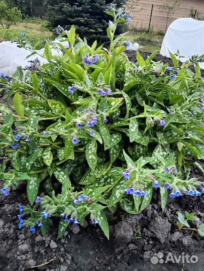 Хоста, пузыреплодеик, суммах и тд