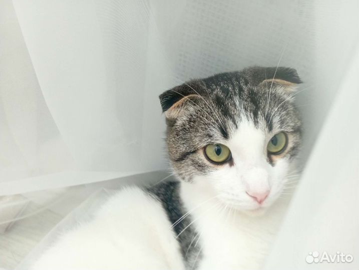 Кошка в дар