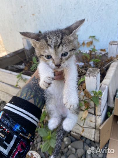 Кошки в добрые руки бесплатно