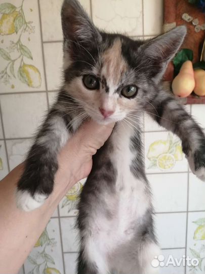 Котята 4 шт