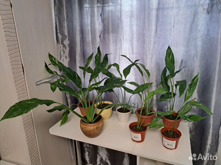 Спатифиллум домино и gemini