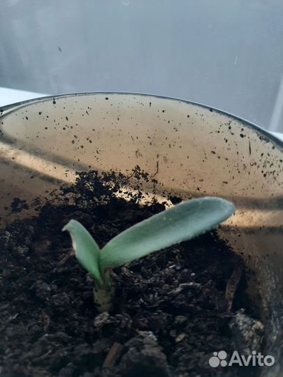 Цветок гемантус