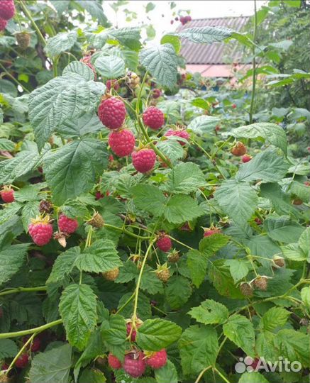 Саженцы малины