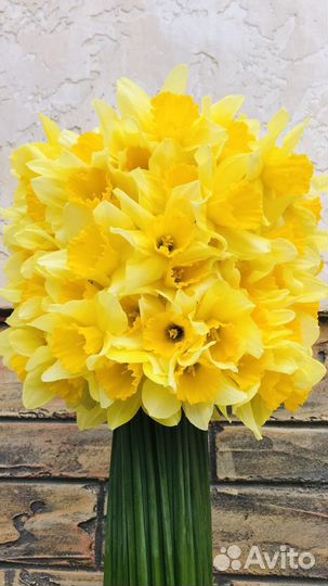 Луковицы нарциссов