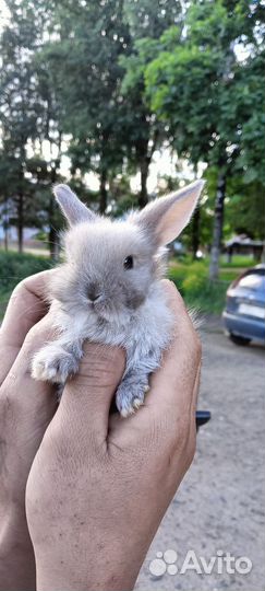 Декоративные кролики мини