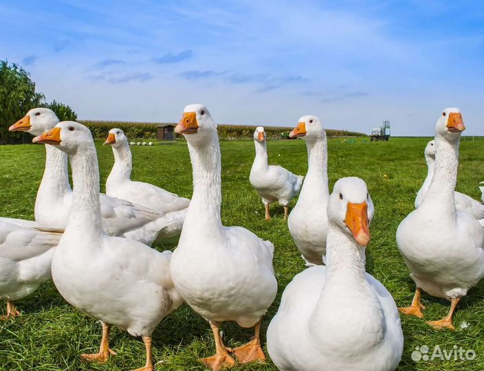 Гусак на племя