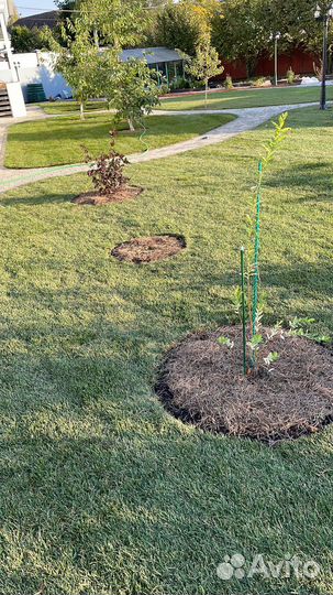 Рулонный газон жталон 10 кв.м