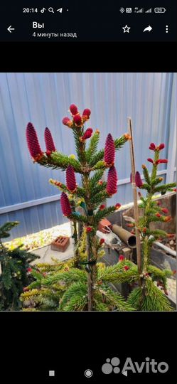 Ель вастерготленд (редкость)