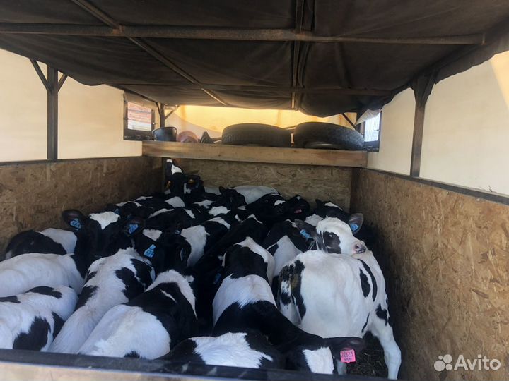 Бычки телята холмогры