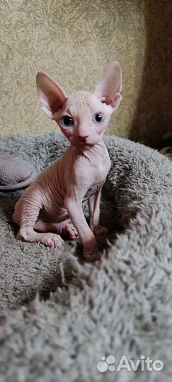 Донской сфинкс котята