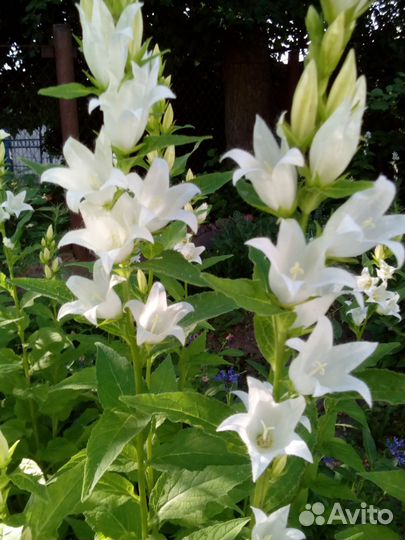 Колокольчик белый