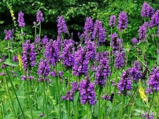 Буквица (растение)