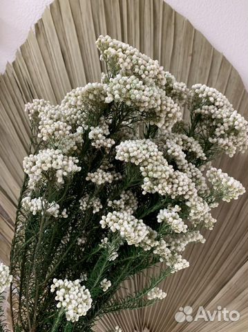 Озотамнус стабилизированный (Рисовый цветок)