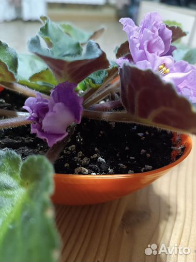 Фиалка сортовая