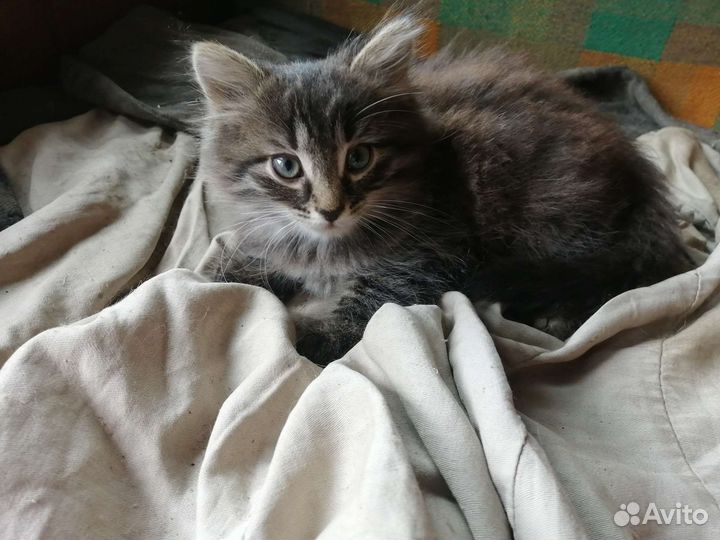 Котенок в добрые руки