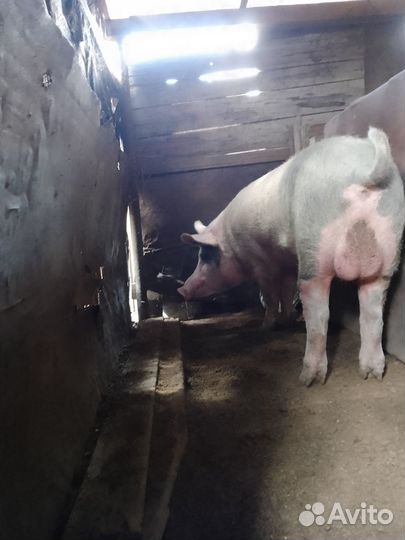 Продам кабана производителя