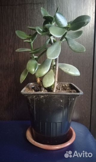 Крассула толстянка