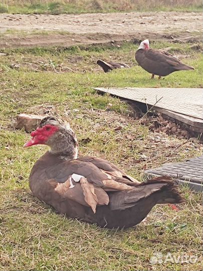 Мускусные утки индоутки