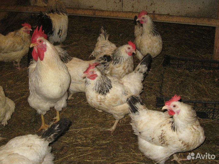 Куры домашние