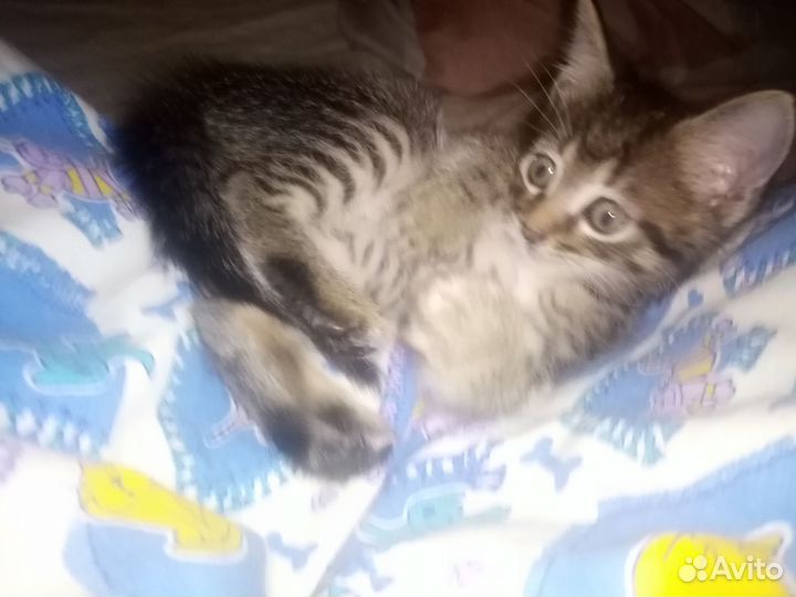 Котята отдам даром