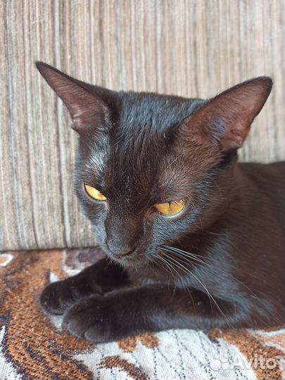 Кошечка в хорошие руки