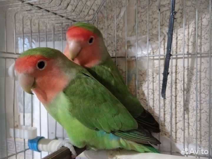 Попугаи неразлучник пара